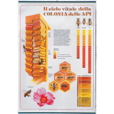 Poster "The cycle of bees" Best Price, shop, shopping
