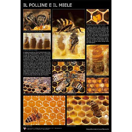 Fotografisches Poster „Il polline e il miele“ (Pollen und