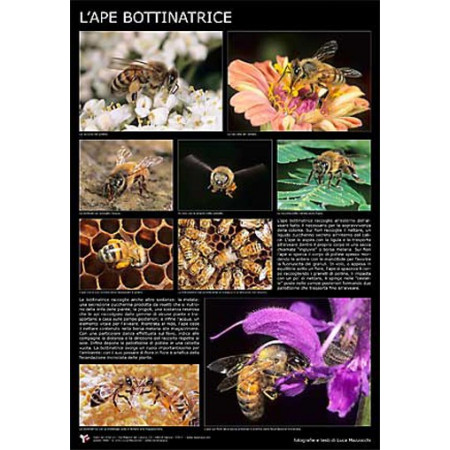 Photographic poster “The forager bee” 60x90 cm Best Price