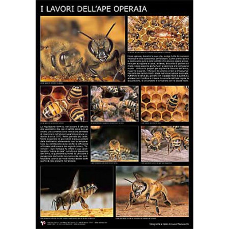 Affiche photo « Le travail de l’abeille ouvrière » 60x90cm