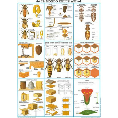 Affiche du monde des abeilles Vente en ligne, Meilleur prix