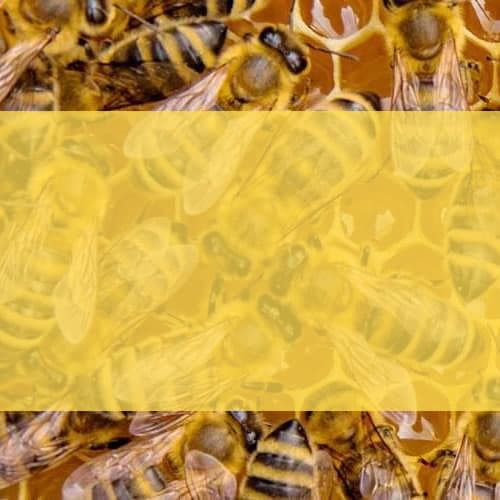 Der Online-Shop für die Bienenzucht: Geräte, Bienenstöcke  und Honigproduktion